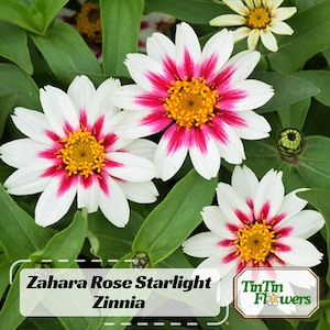 May include: Close-up of Zahara Rose Starlight Zinnia flowers. The flowers are white with pink stripes and yellow centers. The flowers are in bloom and have a vibrant, colorful appearance.