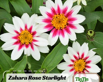 Zahara Rose Starlight Zinnia Seeds - Authentic - Open-Pollinated - -Flower Seeds - Mix Seeds to Plant