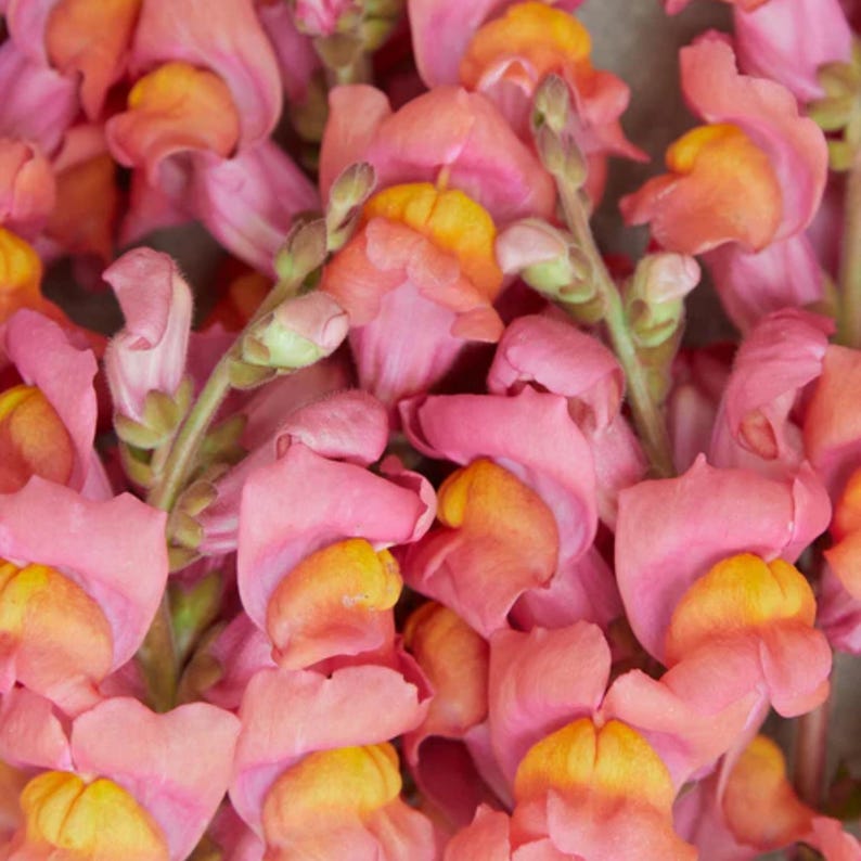 Snapdragon Bunch 30+ Potomac Orange Snapdragon Seeds - Cold Resistant - Attracts ...
