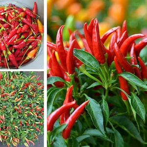 Puede incluir: Primer plano de chiles rojos creciendo en una planta. Los chiles son de color rojo brillante y tienen un acabado brillante. La planta tiene hojas verdes y est&aacute; creciendo en una maceta.
