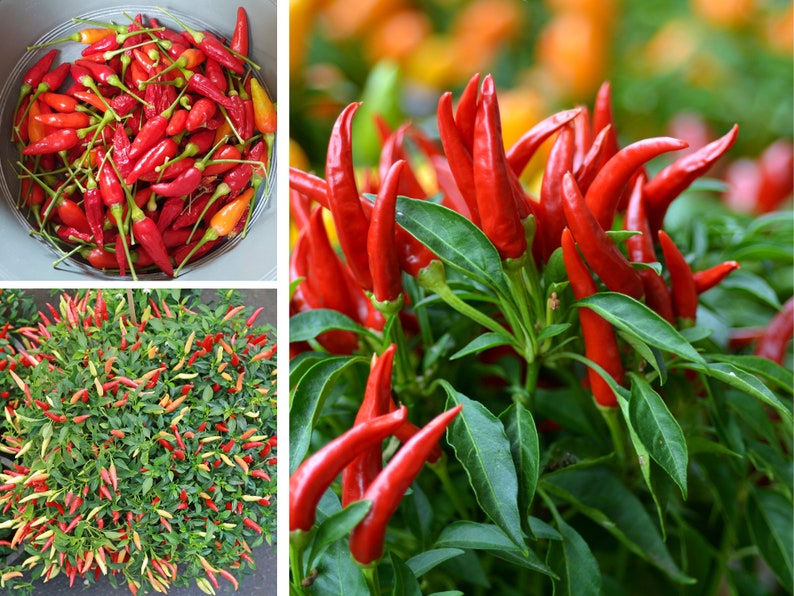 Puede incluir: Primer plano de chiles rojos creciendo en una planta. Los chiles son de color rojo brillante y tienen un acabado brillante. La planta tiene hojas verdes y est&aacute; creciendo en una maceta.