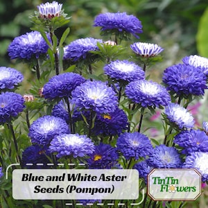 20 Seeds| Blue and White (Pompon) Aster Seeds - Callistephus Chinensis - Asteraceae-Seed for Flower Gardens & Pollinator Butterflies#8039