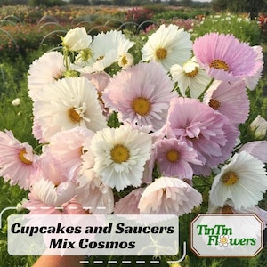 50s|Cupcakes and Saucers Mix Cosmos Seeds | Open-Pollinated | Vibrant Blooms | Pollinator-Friendly | Non-GMO Garden Seeds#L007.