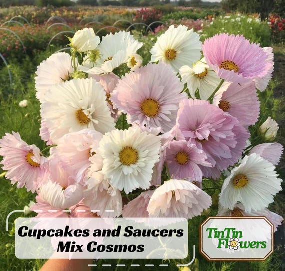 50 Seeds | Cupcakes and Saucers Mix Cosmos Seeds | Open-Pollinated | Vibrant Blooms | Pollinator-Friendly | Non-GMO Garden Seeds#L007.