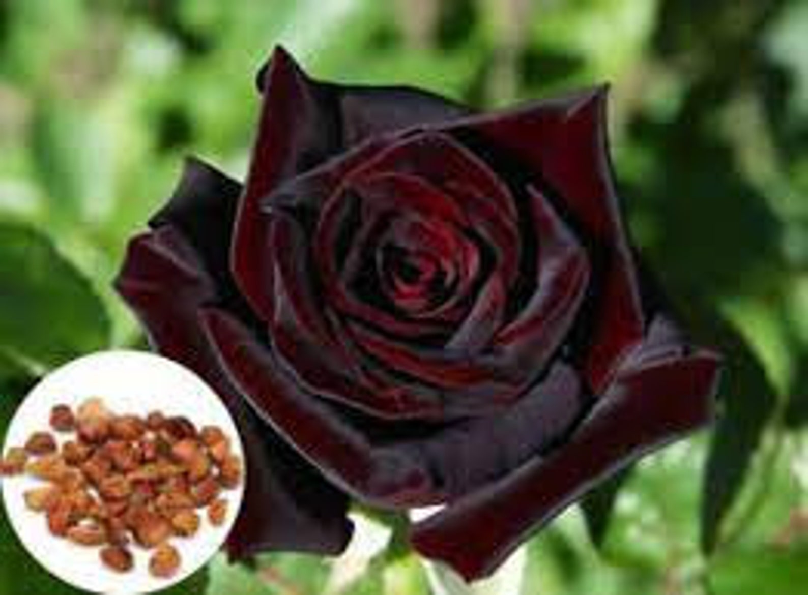 20 Rare Seed True Blood Rose Seeds Flower For Planting Bush Etsy