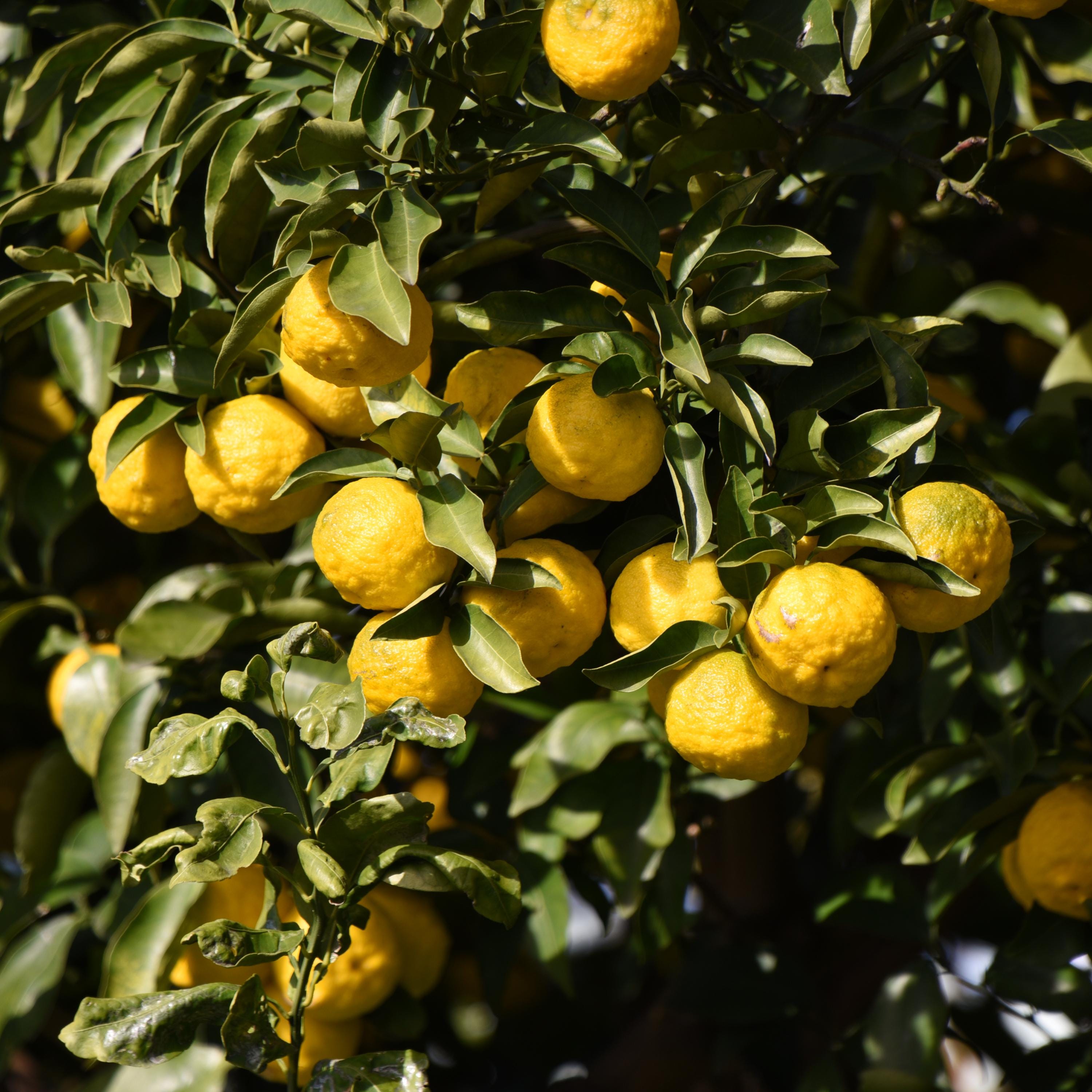 Yuzu Citrus Seeds - Fragrant Lemon Tree Seeds - Japanese Yuzu