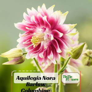May include: Close-up of a vibrant Columbine flower, Aquilegia Nora Barlow, with layered petals in shades of pink and white, and yellow stamens. The flower is in full bloom, with several buds and green foliage. The image includes the text "Aquilegia Nora Barlow - Columbine".