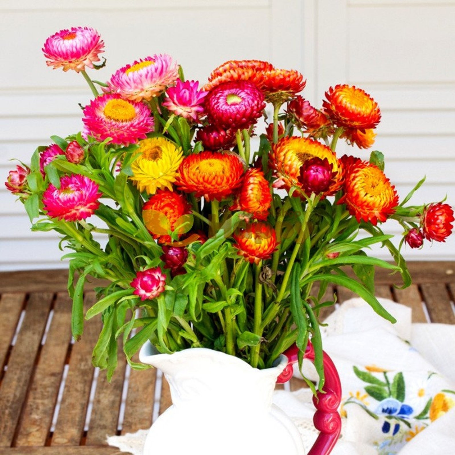 100 Seedsstrawflower dwarf Seedstom Thumb Mix Etsy