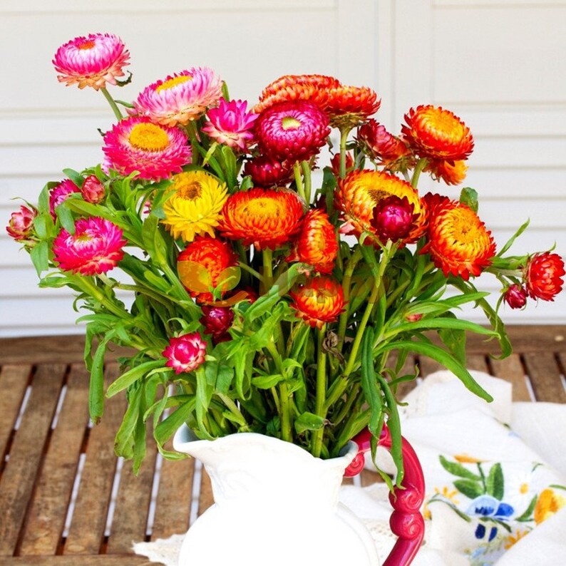 100 Seedsstrawflower dwarf Seedstom Thumb Mix Etsy
