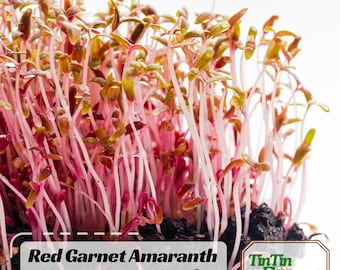 30+ Red Garnet Amaranth Microgreens Seeds - Edible - Fast Growing - Open-Pollinating - Air Purifying - Easy to Grow B5G1 #8237