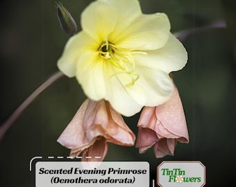 Scented Evening Primrose (Oenothera odorata) Seeds - Fragrant Yellow Blooms - Night Blooming Flowers- Culinary Herb