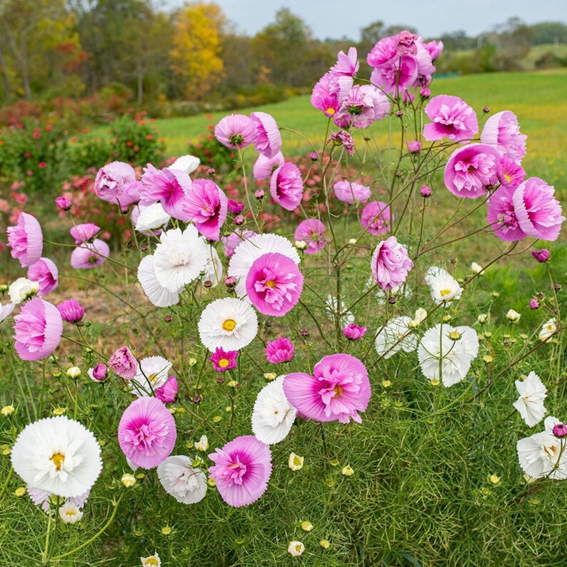 May include: A cluster of vibrant cosmos flowers featuring ruffled petals in shades of bright pink, magenta, and crisp white. Each flower has a central yellow disk, supported by thin green stems and feathery foliage in a natural outdoor garden setting.