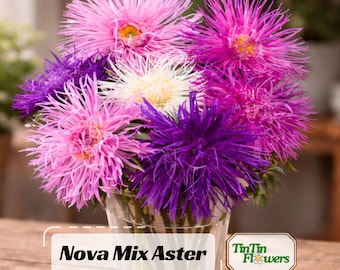 Nova Mix Aster Seeds (Needle)- Callistephus Chinensis -Asteraceae-Seeds for Flower Gardens & Pollinator Butterflies