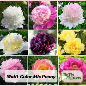 May include: A collage of nine images showcasing a variety of peony flowers in different colors, including white, pink, yellow, purple, and peach. The flowers are arranged in a grid pattern, with the text "Multi-Color Mix Peony" at the bottom. The text "TinTin Flowers" is in the bottom right corner of the image.