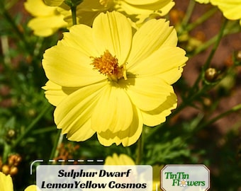 Yellow  Sulphur Carpet Cosmos Seeds | - Open-Pollinating - Clumping - Easy To Grow - Planting In Spring/ Summer