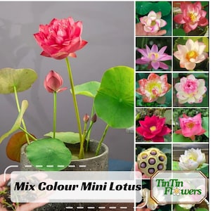 5+ Rare Seeds| Mix Colour Mini Lotus Seeds - Indian Lotus (Nelumbo nucifera) Seeds - Cold Resistant - Fast Growing - Bloom in Summer #Q067