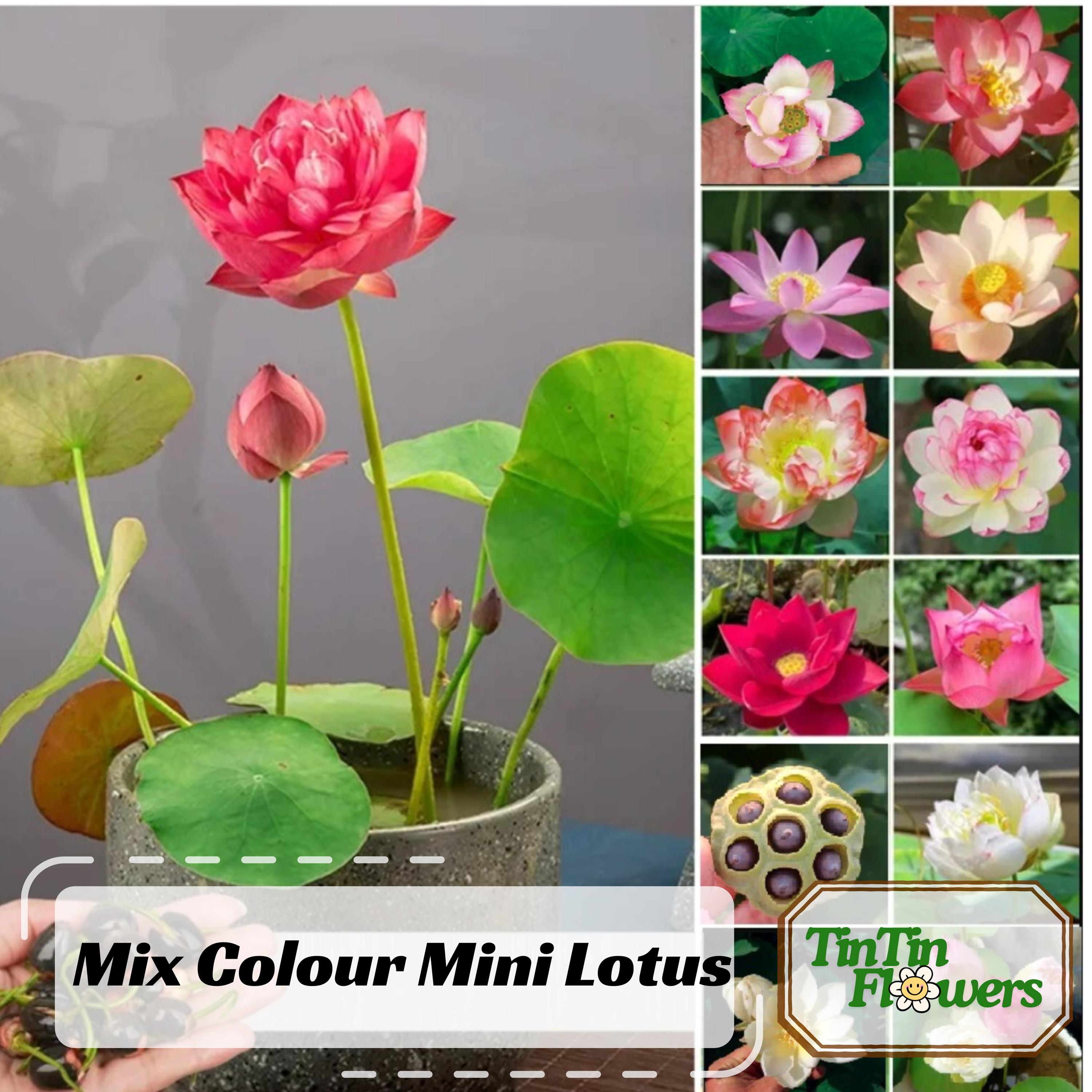 5+ Rare Seeds| Mix Colour Mini Lotus Seeds - Indian Lotus (Nelumbo nucifera) Seeds - Cold Resistant - Fast Growing - Bloom in Summer #Q067