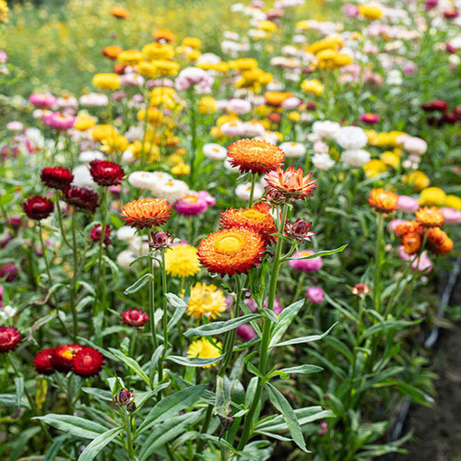 100 Seedsstrawflower dwarf Seedstom Thumb Mix Etsy