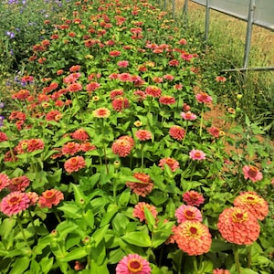 May include: A field of pink and orange zinnia flowers in bloom. The flowers are growing in rows and are surrounded by green leaves.