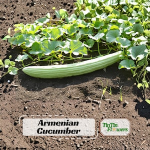 Armenian Cucumber Seeds The Duke - Heirloom Variety - Long Ribbed Cucumbers - High Yield Easy to Grow Garden Vine