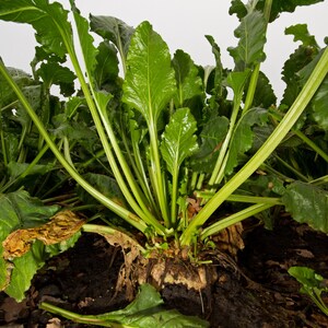 May include: Close-up of a sugar beet plant with large, vibrant green leaves and a thick, light brown root. The leaves are broad and veined, with some showing slight discoloration. The plant is partially buried in dark soil, showcasing its natural form.