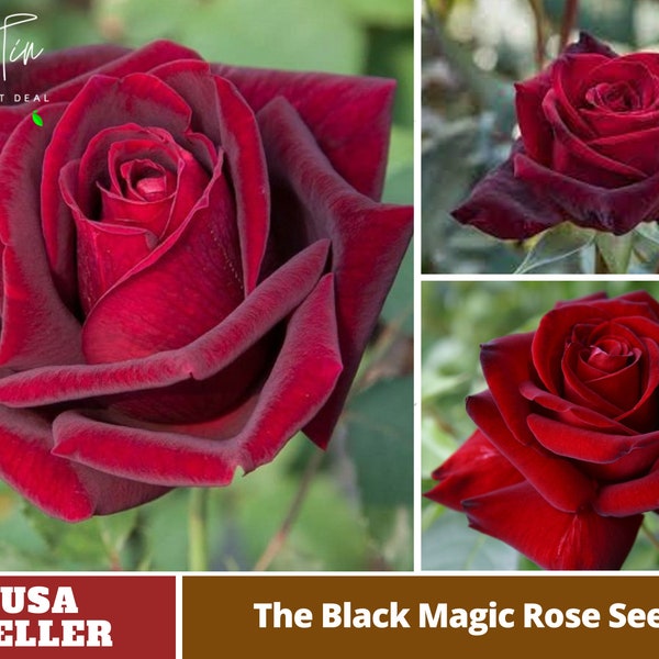 Black Magic Hybrid Tea  Rose Seeds -Perennial -Authentic Seeds-Flowers -Organic. Non GMO -Mix Seeds for Plant-B3G1 #1058.