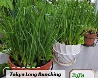 Tokyo Long Bunching Green Onion Seeds – Japanese Scallion Negi, Heirloom  Non-GMO, Mild Flavor Easy to Grow-Kitchen Garden