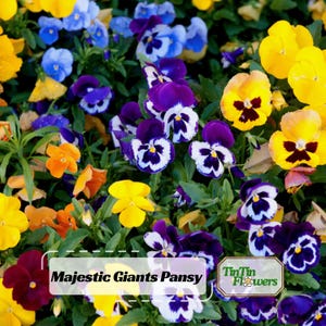 May include: A vibrant bed of Majestic Giants Pansy flowers in full bloom. The flowers display a variety of colors, including yellow, blue, purple, and orange, with dark centers. The image includes the text "Majestic Giants Pansy" and "TinTin Flowers".