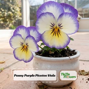 May include: A potted Penny Purple Picotee Viola plant with white and purple petals featuring a yellow center and dark purple veins. The plant is in a small, round, white ceramic pot. The text "Penny Purple Picotee Viola" and "TinTin Flowers" is visible.