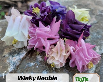 Aquilegia vulgaris Winky Double Mixture Columbine Seeds – Shade Perennial for Cottage Garden  - Plant in Late Summer to Early Fall #134