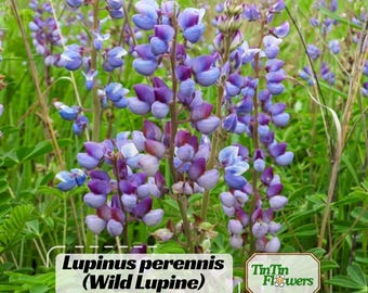 Lupinus perennis (Wild Lupine)  Seeds -Lupinus - Bluebonnet- Lupin-Heirloom Flower - Wildflower - Pollinator Friendly
