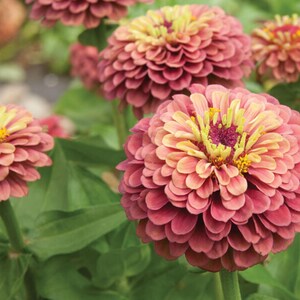 May include: Close-up of a cluster of pink and yellow Zinnia flowers with green leaves. The flowers have a layered, ruffled appearance.
