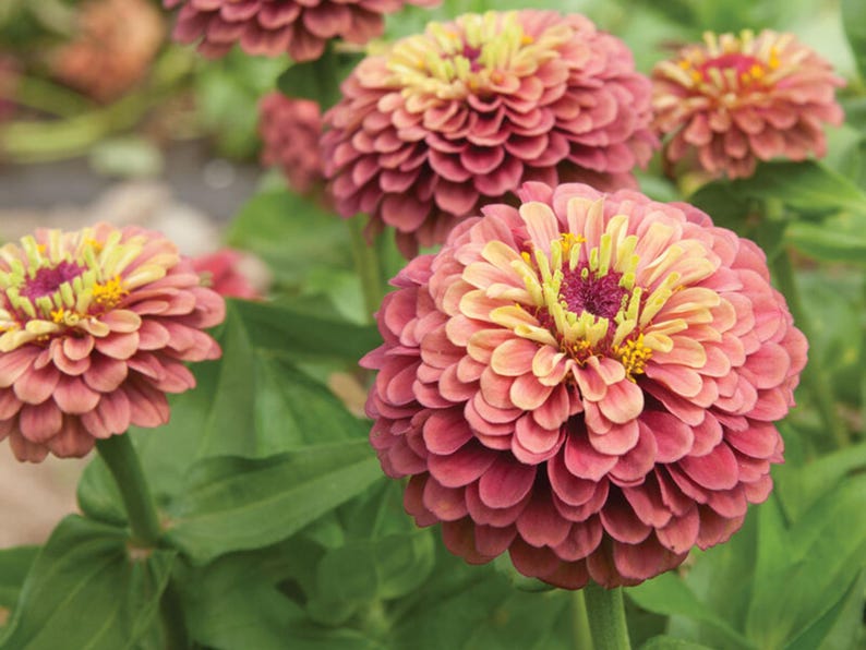 May include: Close-up of a cluster of pink and yellow Zinnia flowers with green leaves. The flowers have a layered, ruffled appearance.