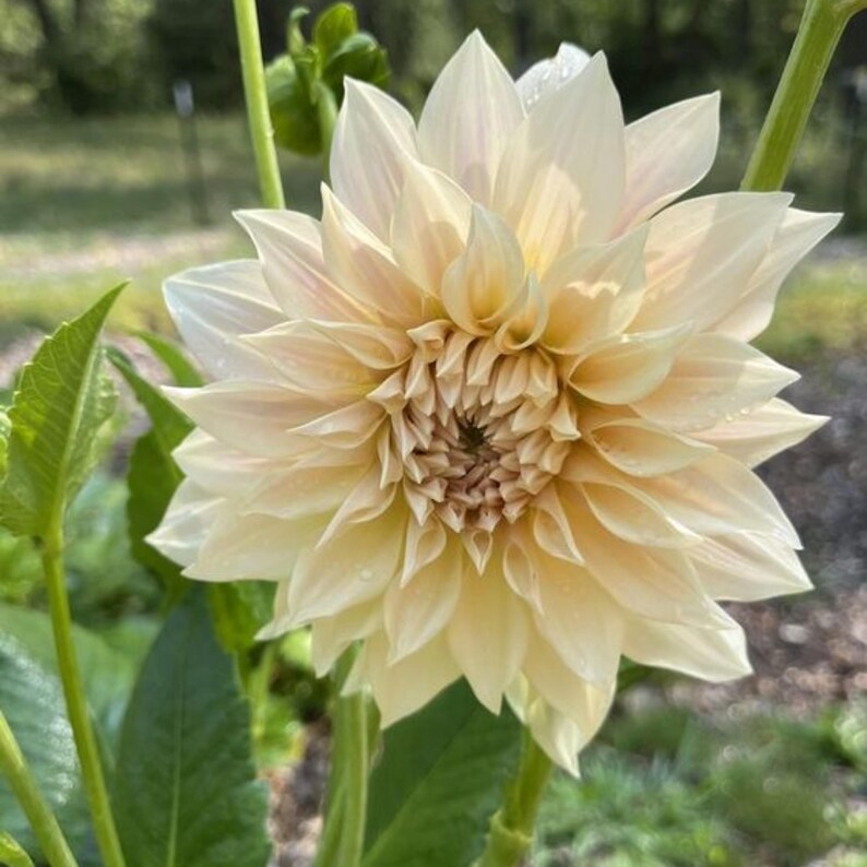 TinTinTinFlowers Café Au Lait Dahlia Seeds - Thumbnail 4