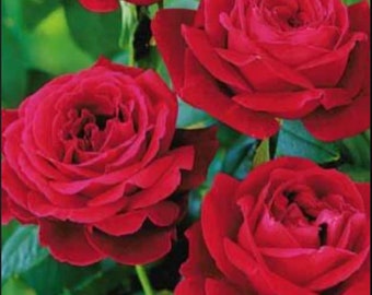 Red Strong Fragrance Hybrid Tea Rose Seeds -Perennial -Authentic Seeds-Flowers -Organic. Non GMO- Seeds for Plant-B3G1 #1055.