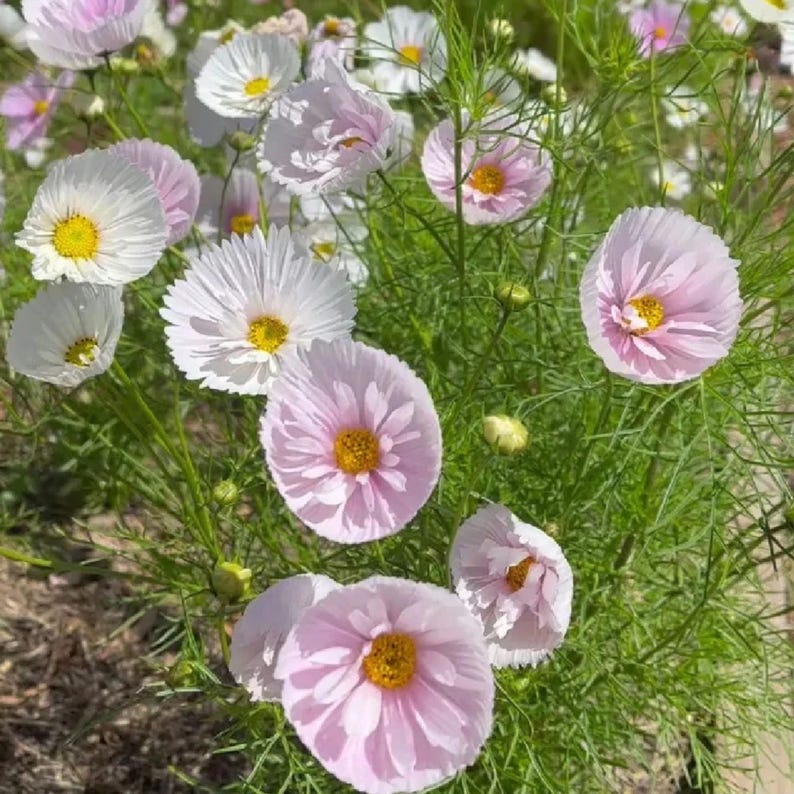 May include: A cluster of cosmos flowers featuring delicate, ruffled petals in shades of soft pink and white. Each flower has a bright yellow center and is surrounded by thin, green, feathery foliage on slender stems in a natural outdoor setting.