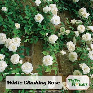 30 Seeds | White Climbing Rose Seeds - Perennial - Authentic Seeds - Flowers - Organic. Non GMO -Vegetable Seeds-Mix Seeds for Plant - #1100