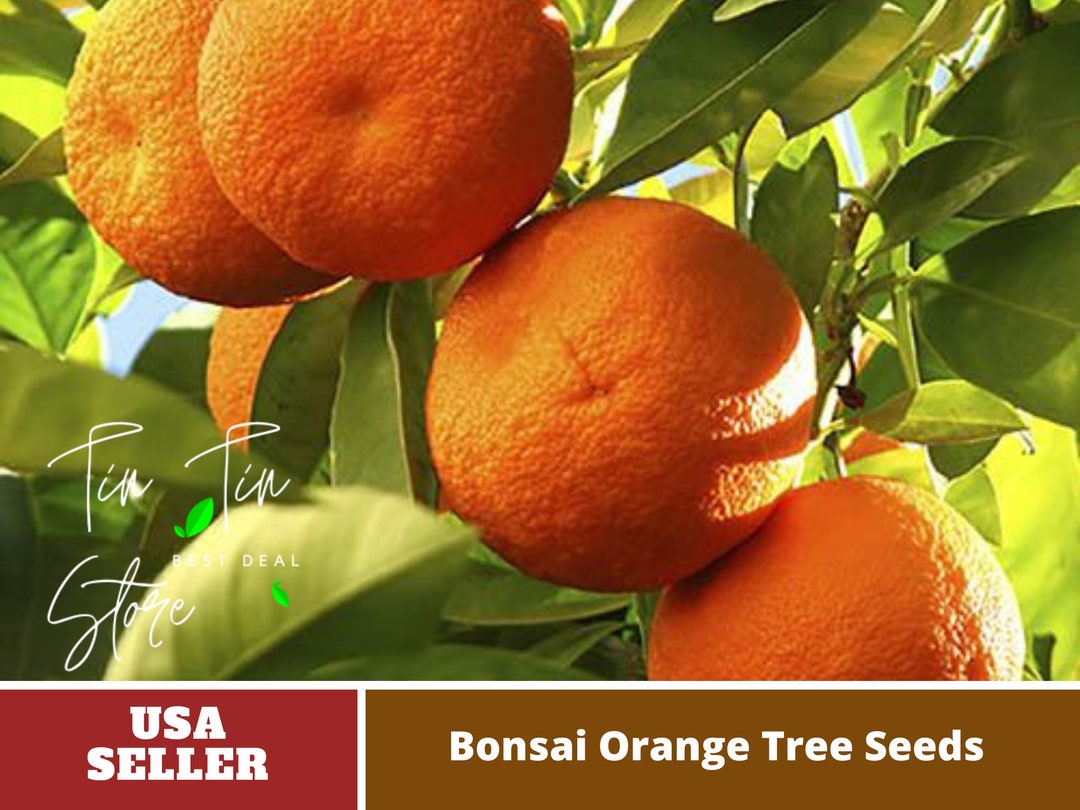 25 Seeds Bonsai Orange Tree Seeds perennial authentic Fruit Flowers