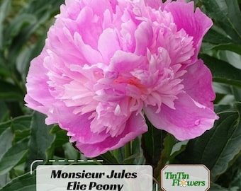 10+ Rare Seeds | Monsieur Jules Elie Peony Seeds -Paeonia - Attract butterflies - Open-Pollinated -  - Heirloom-.#B043