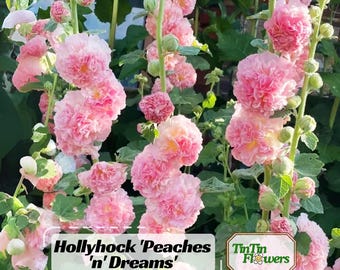 Peaches n Dreams Hollyhock Seeds | Alcea rosea | Vibrant Tall Blooms | Easy to Grow |Biennial/Perennial |Pollinator-Friendly