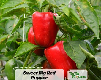 Sweet Big Red Pepper Seeds - Bell Pepper  - Capsicum annuum - Heirloom Vegetables Seeds-  - Non-GMO & Easy to Grow