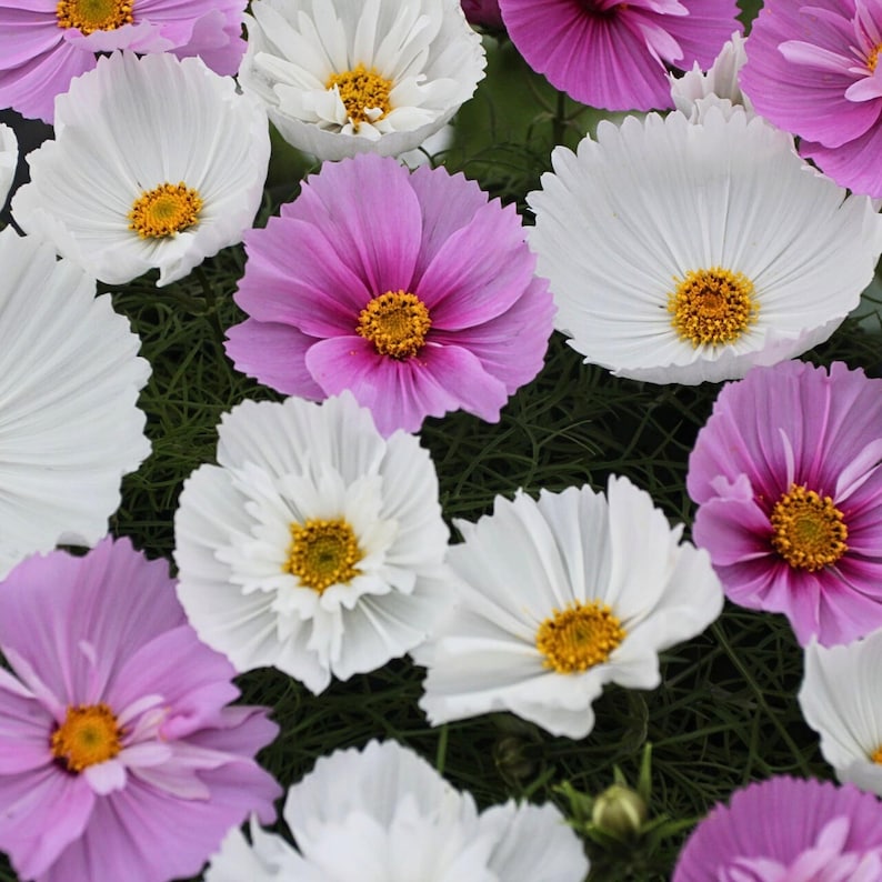 May include: A cluster of cosmos flowers featuring a mix of bright white and soft pink petals. Each flower has a prominent, textured yellow center surrounded by delicate, ray-like petals. The thin, green, needle-like foliage is visible underneath.