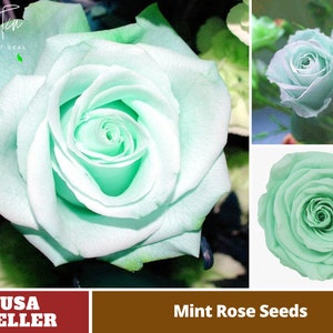 Mint Rose Seeds- Perennial -Authentic Seeds-Flowers -Organic. Non GMO -Vegetable Seeds-Mix Seeds for Plant-B3G1#1071