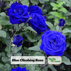 30+ Blue Climbing Rose Seeds - Perennial - Authentic Seeds - Mix Seeds - Late Winter to Early Spring Planting Time#1112