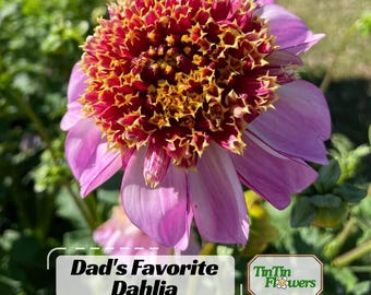 Dad's Favorite Dahlia Seeds - Pollinator Friendly- Open Pollinated - Heirloom - Flower Seeds - Mix Seeds to Plant