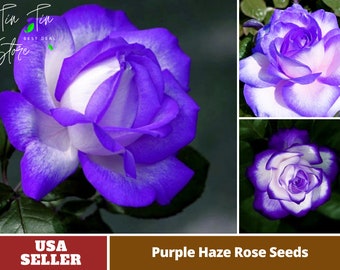 Purple Haze Rose Seeds - Perennial -Authentic Seeds-Flowers -Organic. Non GMO -Vegetable Seeds-Mix Seeds for Plant-B3G1 #1070