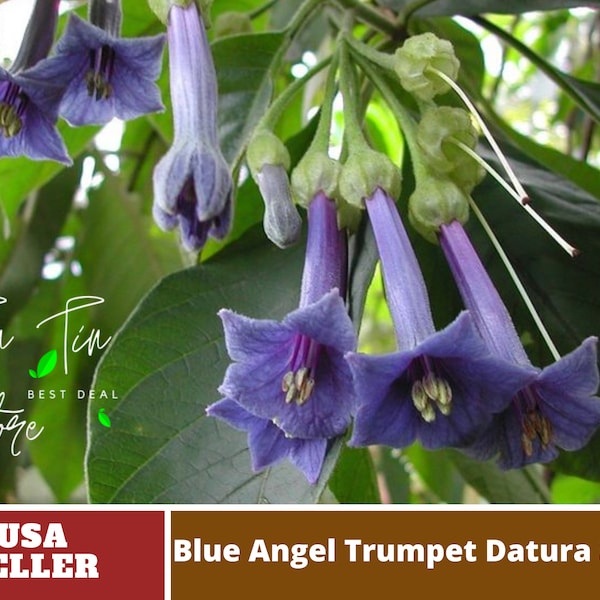 Blue Angel Trumpet Datura Seeds -Perennial -Authentic Seeds-Flowers -Organic. Non GMO-Mix Seeds for Plant-B3G1#G005