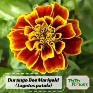 May include: A close-up of a Durango Bee Marigold flower (Tagetes patula) with vibrant yellow and red petals. The flower's center is a rich yellow, surrounded by layers of petals that transition from yellow to a deep red. The image includes the text "Durango Bee Marigold (Tagetes patula)".