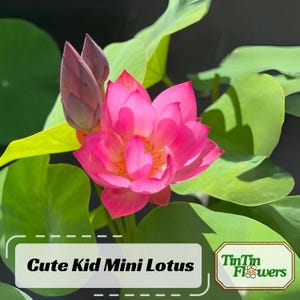 5+ Rare Seeds | Cute Kid Mini Lotus Seeds - Red lotus -Indian Lotus (Nelumbo nucifera) Seeds - Dwarf Water Lotus – Rare Aquatic Flower #Q010