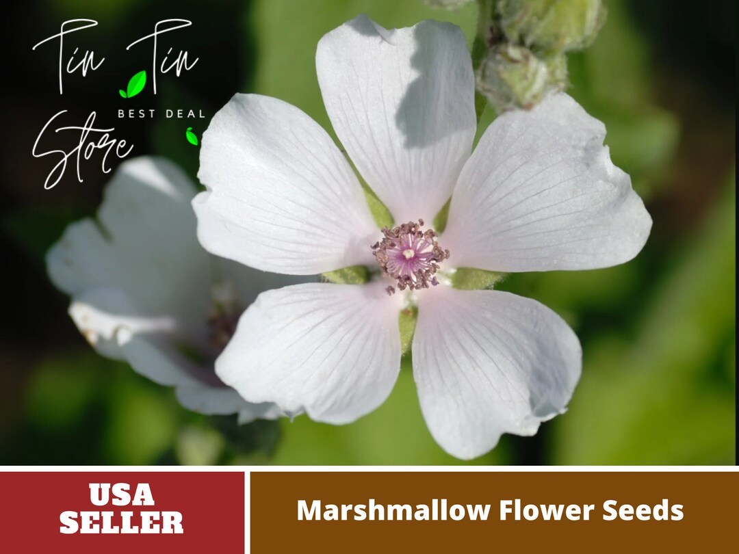 30 Seeds Marshmallow Flower Seeds perennial authentic Etsy